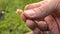 Mans hand holding maggot on fish hook. Fishing outdoors. Hobby in the nature