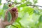 Mans hand picking up cherry from a fruit tree, harvest and farming concept, copyspace