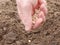 Mans hand planting peas in the garden. FarmerÂ´s hand planting seed of green peas into soil. Sowing at springtime