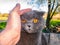 A mans hand is stroking a gray Scottish Fold cat with orange eyes.