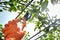 Mans hands with secateurs cutting off wilted flowers on rose bush. Seasonal gardening, pruning plants