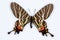 Mansfield\'s three tailed swallowtail; bhutanitis mansfieldi