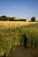 Mansion bordered by trees in a field of wheat in the italian countryside at sunset in summer