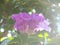 Mansoa alliacea or garlic vine blooming among green leaves