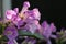 Mansoa alliaceaLam. A.H. Gentry Purple flower vine blossom bloom.
