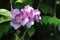 Mansoa alliaceaLam. A.H. Gentry Purple flower vine blossom bloom.