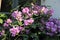 Mansoa alliaceaLam. A.H. Gentry Purple flower vine blossom bloom..
