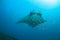 A manta birostris surrounded by fish