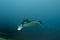 An Manta in the blue and sand background