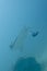 Manta in the deep blue ocean background
