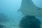 Manta in the deep blue ocean background