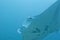 Manta in the deep blue ocean background