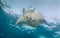 Manta feeding on a shallow reef.