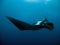 The Manta Ray