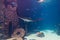 Manta Ray in Aquarium