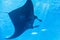 A manta ray behind the glass with Marine life
