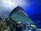 manta ray black in saltwater aquarium