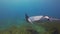 Manta Ray Close Up. Big Mantaray Feeding & Swimming In Marine Blue Sea Water