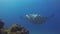 Manta Ray Close Up. Big Mantaray Swimming In Blue Sea Water. Pelagic Marine Life