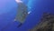 Manta Ray Close Up & Remoras Fish Cleaning. Calm Sunlit Blue Sea & Peaceful Big Ray