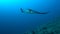 Manta ray on a coral reef