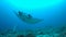 Manta ray on a coral reef