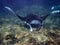 Manta ray,Coral Sea, Bali, Indonesia