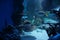Manta ray dancing with tropical marine fish in seaquarium