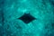 Manta Ray and Deep Reef