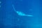 Manta ray in a deep water aquarium