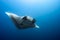 Manta Ray Elegance in Socorro Island: A Mesmerizing Underwater Encounter