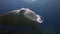 Manta Ray Feeding & Mouth Open Swimming Close Up. Graceful Joyful Mantaray In Blue Sea