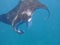 Manta ray feeding on plankton