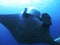Manta ray Fish Under the deep Blue ocean scubaâ€‹divingâ€‹