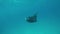 A manta ray floats in the sea