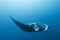 Manta ray flying by in cristal blue water