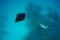 Manta Ray and Free Diver in Blue Water