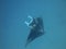 Manta ray at German channel scuba diving spot near Carp Island