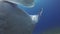 Manta Ray Gills Close Up. Big Manta Hovering & Cephalic Fins Spread Open & Feeding
