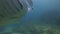 Manta Ray Gills Close Up. Big Manta Hovering & Fish Feeding Off Parasites