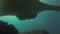 Manta Ray Gills Pov Close Up. Big Mantaray Swimming In Blue Sea Water. Marine Life
