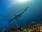 Manta Ray hovering over coral reefs