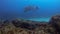 Manta Ray & Leopard Shark Swimming Close. Graceful Big Mantaray In Blue Sea Water