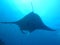 Manta ray of maldive