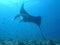 Manta ray of maldive