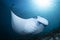 A Manta Ray - Manta alfredi - at a cleaning station