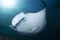 A Manta Ray - Manta alfredi - at a cleaning station