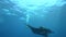 Manta Ray Manta birostris Black manta and divers n Socorro island from Revillagigedo Archipelago