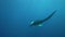 Manta Ray Manta birostris Black manta and divers n Socorro island from Revillagigedo Archipelago