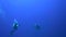 Manta Ray Manta birostris Black manta and divers on Roca Partida island from Revillagigedo Archipelago